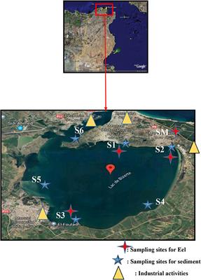 Occurrence of Halogenated and Organophosphate Flame Retardants in Sediments and Eels (Anguilla anguilla) From Bizerte Lagoon, Tunisia
